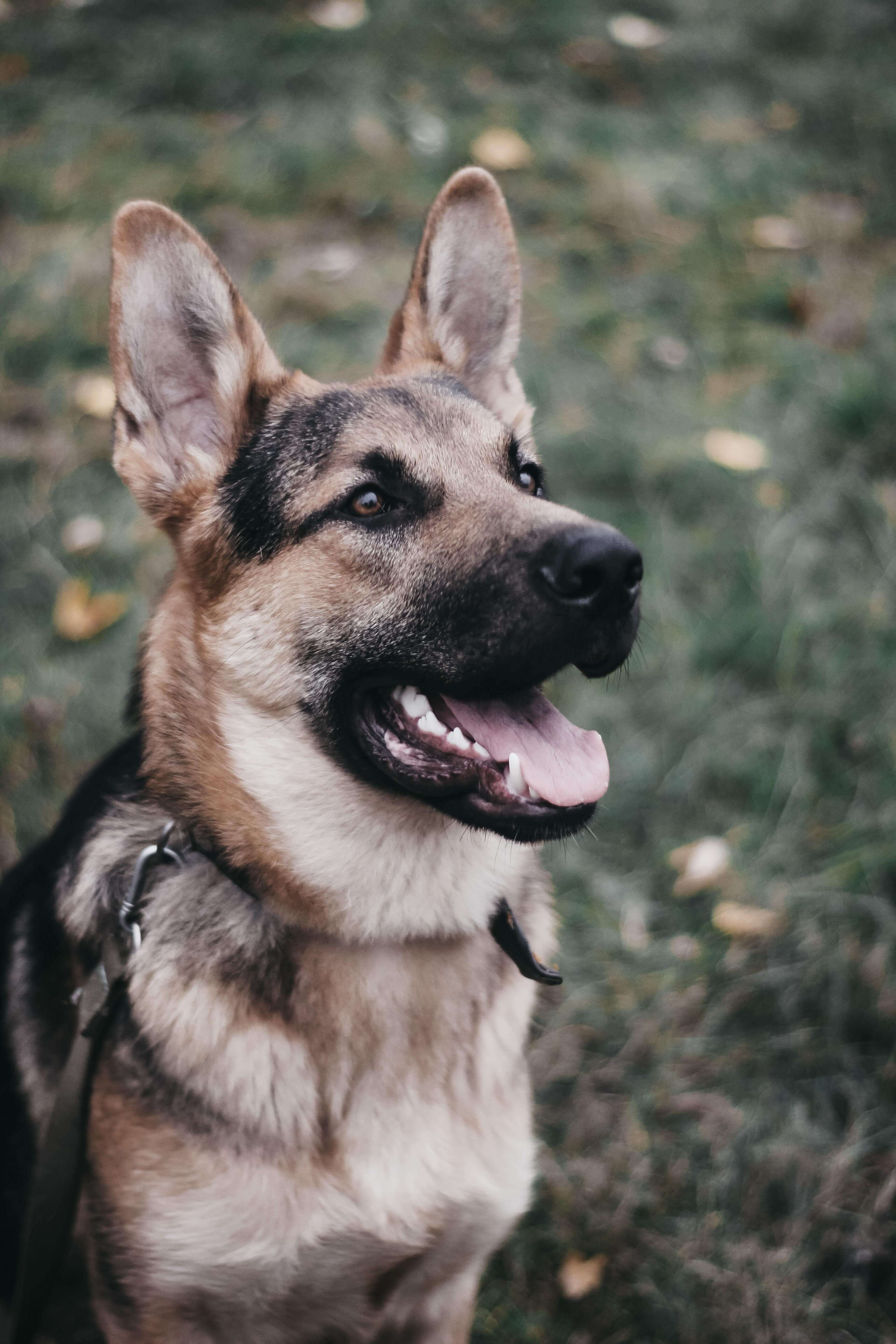 Accessories for basic dog training