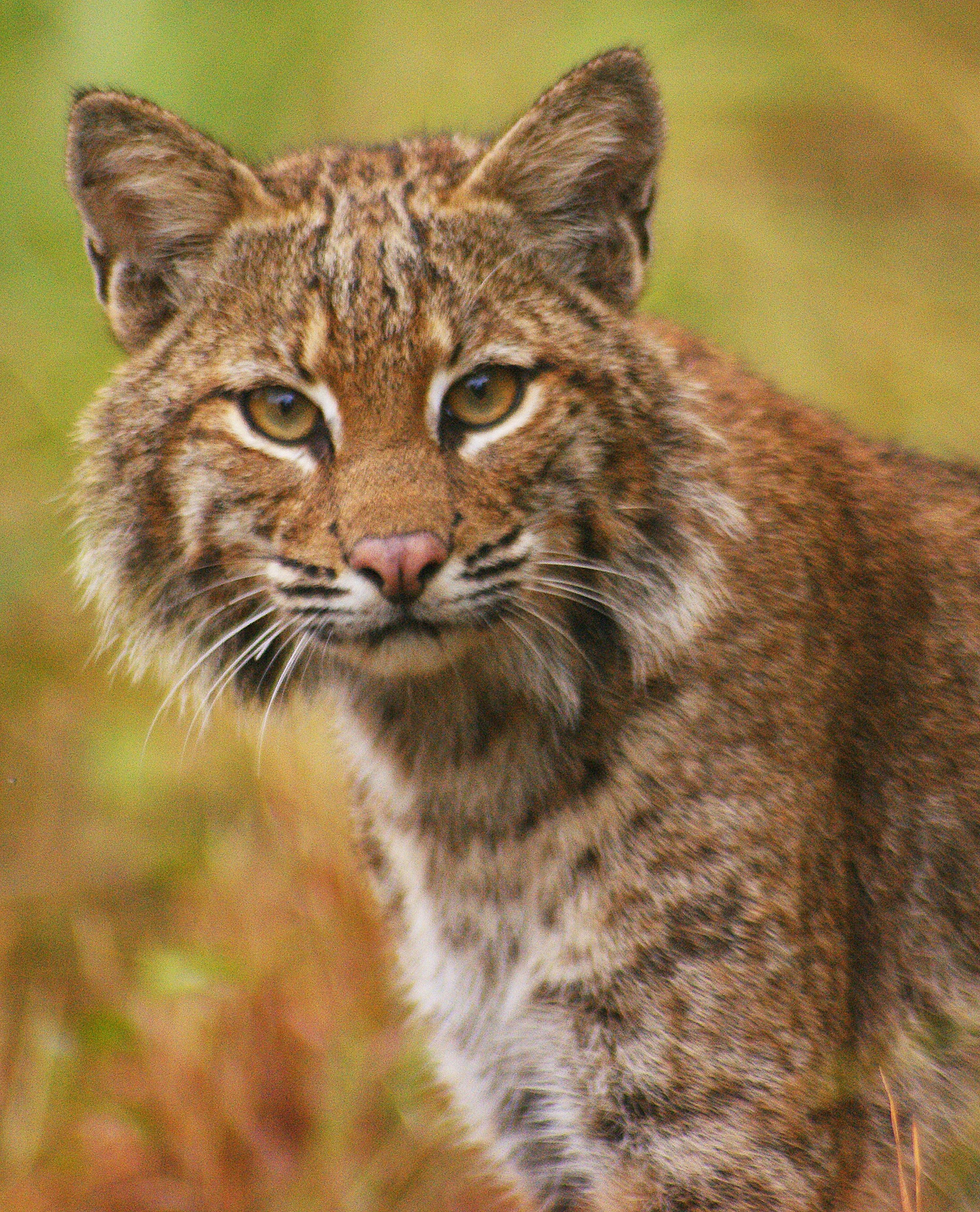Origin of feline breeds
