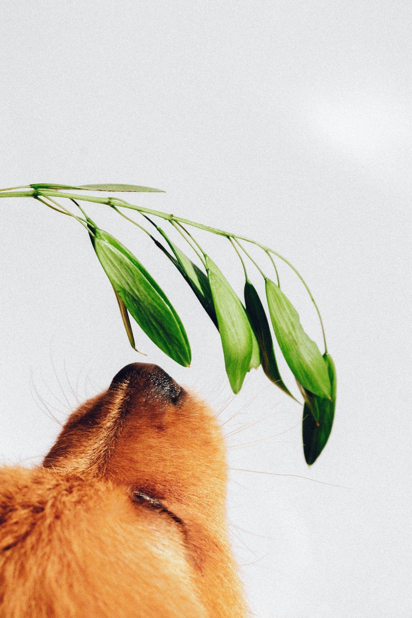 The dog's senses