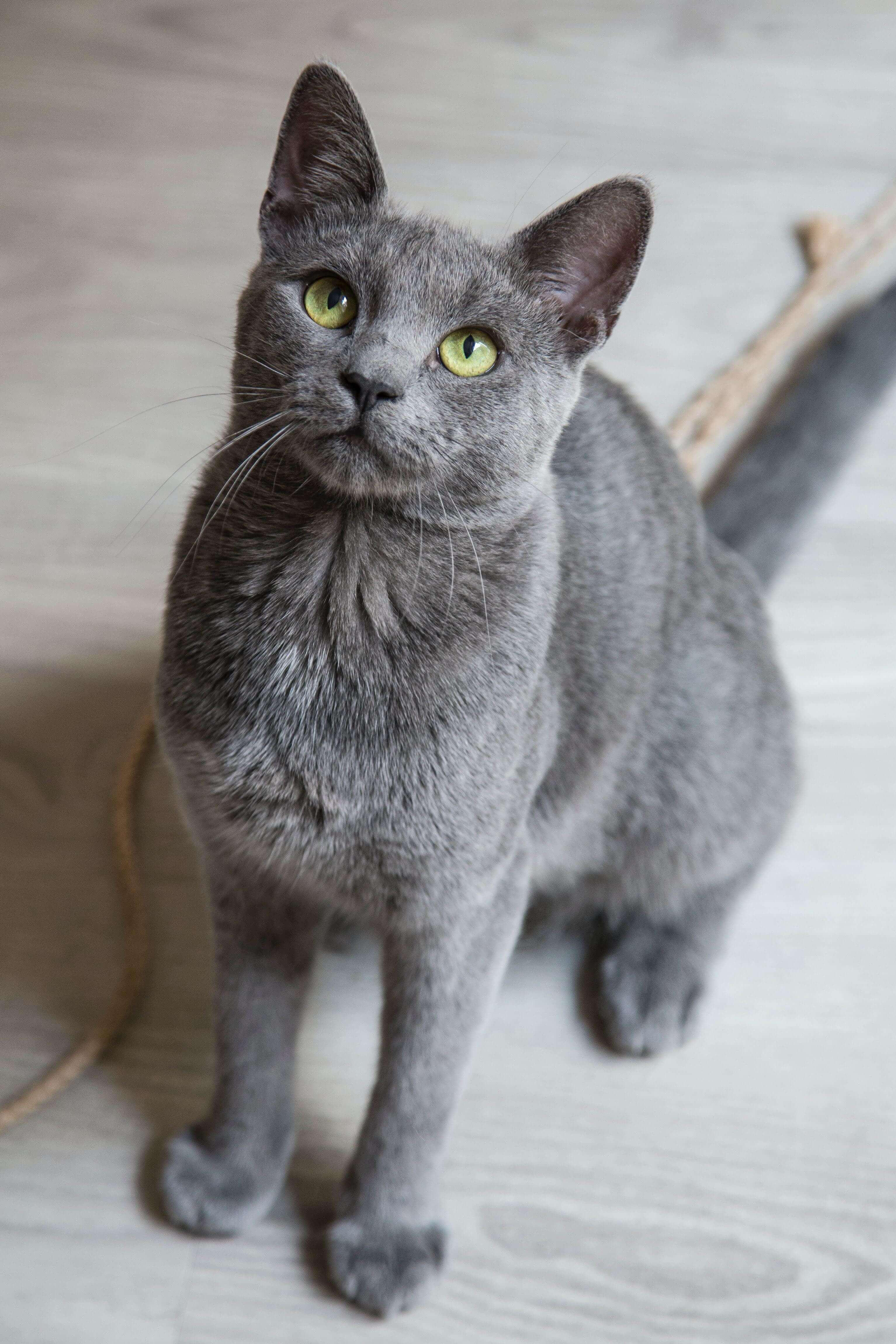 Is it possible to train a cat?